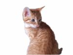 Cat Sitting