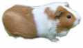 Pet Sitter & Dog Walking Services